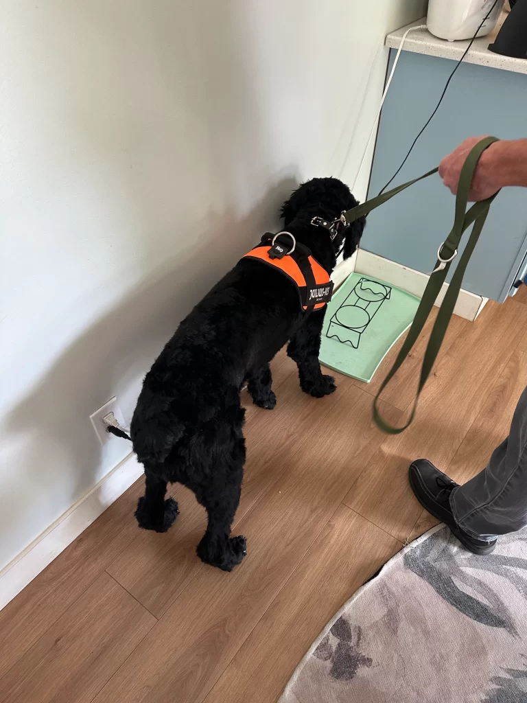 Mold Inspection Dog