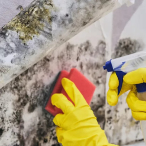 Mold Inspection Phoenix Az