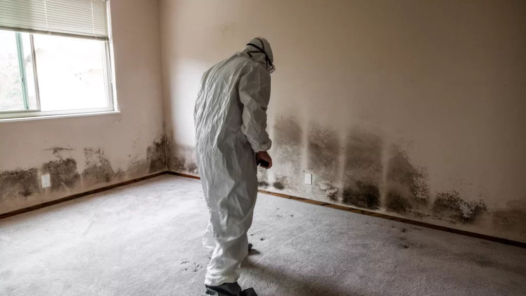 mold warning signs
