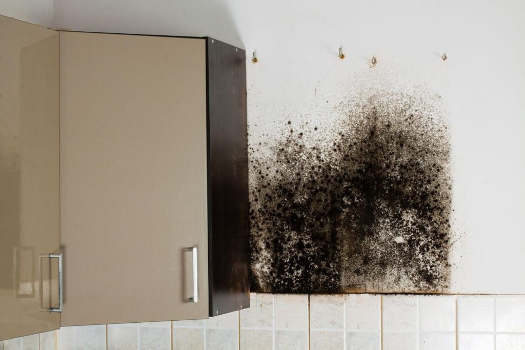 mold inspection
