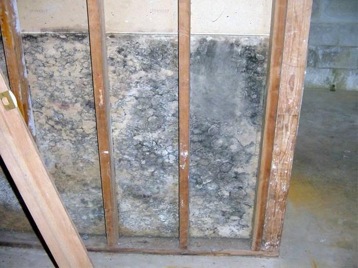 toxic mold