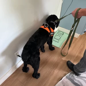 Mold Inspection Dog Mold Inspection Dog