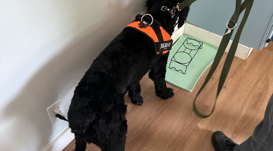 Mold Inspection Dog