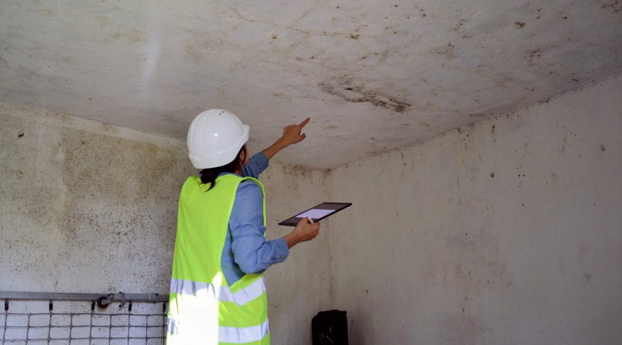 experienced mold inspector