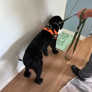 frankie